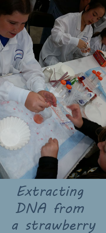 Extracting DNA out of a strawberry | homeschool science experiment