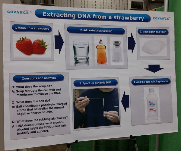 How to take the DNA out of a strawberry at Celebrate Science Indiana | Detective or Home Scientist Badge Idea