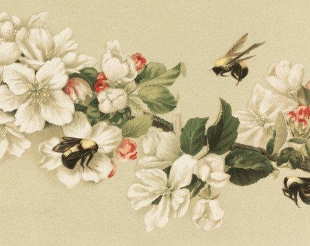 Save the bees | What Girl Scouts can do to help support the honey bee population