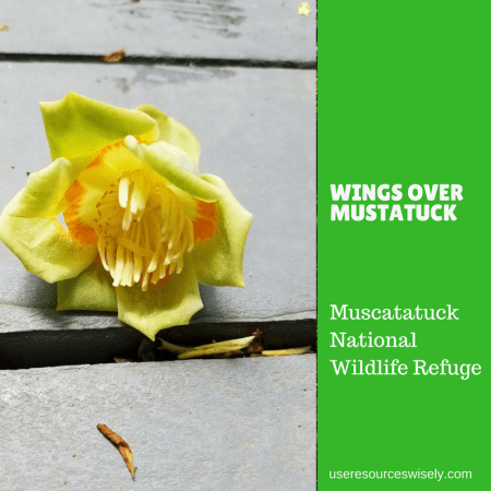 Wings Over Mustatuck Bird Festival in southern indiana