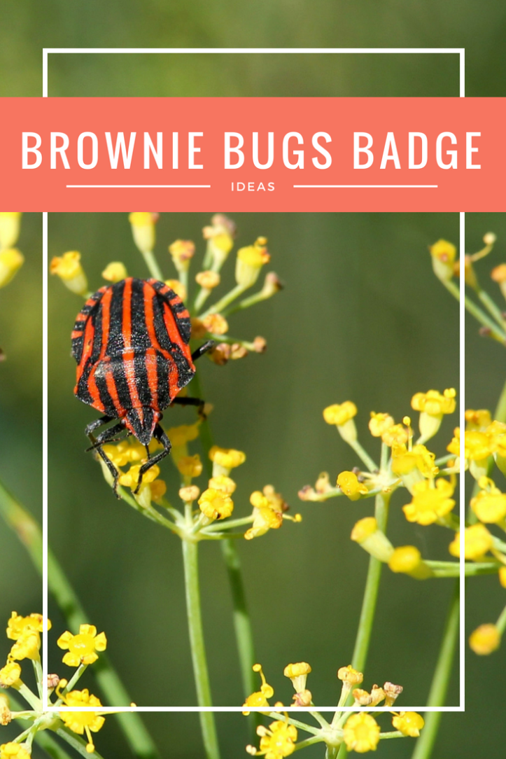 Ideas for earning your Brownie Bugs badge