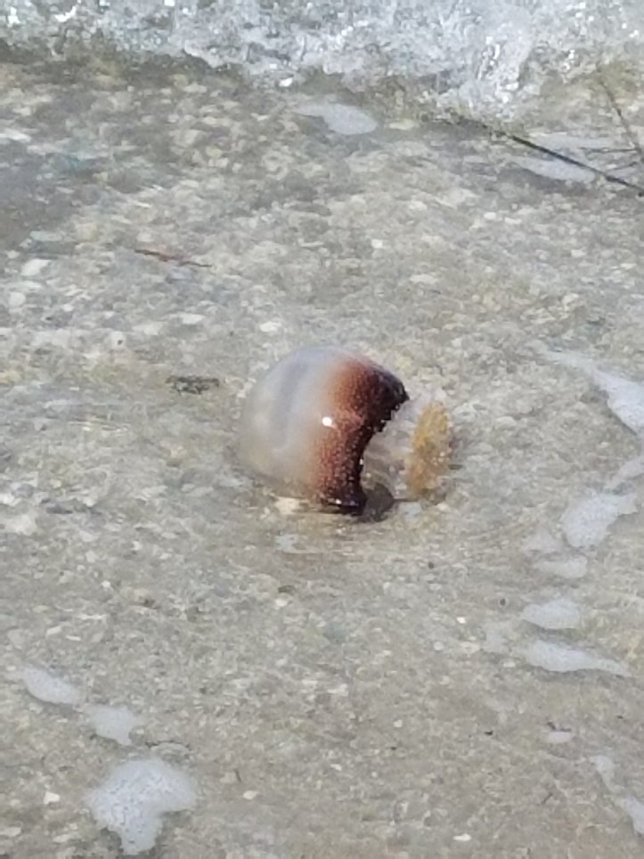 Jellyfish. Don't touch them.